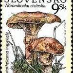 Ochrona przyrody - Grzyby