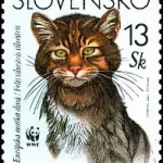 Dzikie koty europejskie (WWF)