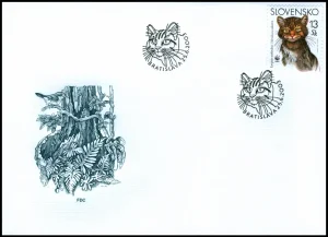 Dzikie koty europejskie (WWF)