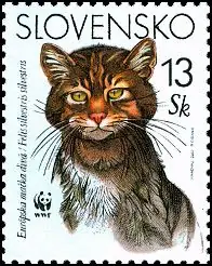 Dzikie koty europejskie (WWF)