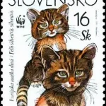 Dzikie koty europejskie (WWF)
