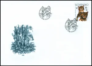 Dzikie koty europejskie (WWF)