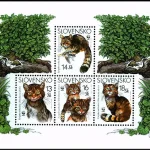 Dzikie koty europejskie (WWF)