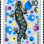 Ochrona Środowiska - Fauna - Salamandra