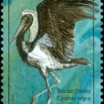 Ochrona przyrody: Obszar Chronionego Krajobrazu Poľana - Bocian Czarny (Ciconia nigra)