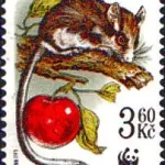 WWF Ochrona przyrody - ssaki chronione Smużka leśna (Eliomys quercinus)