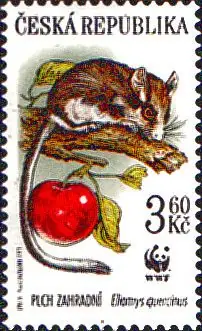 WWF Ochrona przyrody - ssaki chronione Smużka leśna (Eliomys quercinus)