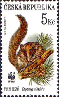 WWF Ochrona przyrody - ssaki chronione
Koszatka leśna (Dryomys nitedula)