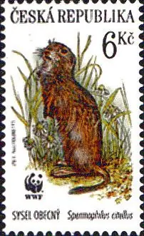 WWF Ochrona przyrody - ssaki chronione
Suseł moręgowany (Spermophilus citellus)