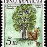 Drzewa - Dąb szypułkowy