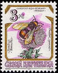 Zagrożone owady w Czechach
Trzmiel ziemny (Bombus terrestris)