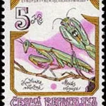 Zagrożone owady w Czechach Modliszka zwyczajna (Mantis religiosa)