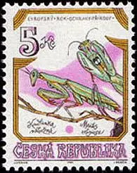 Zagrożone owady w Czechach Modliszka zwyczajna (Mantis religiosa)