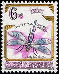 Zagrożone owady w Czechach Szalejka błyszcząca (Calopteryx splendens)