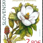 Ochrona przyrody: ogród botaniczny w Koszycach - Magnolia Grandiflora