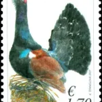 EUROPA 2021: Głuszec zachodni