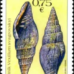 Ochrona przyrody: skamieliny ze Słowacji Gastropod Vexillum svagrovskyi