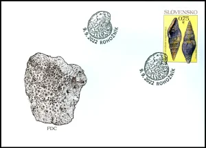 Ochrona przyrody: skamieliny ze Słowacji Gastropod Vexillum svagrovskyi